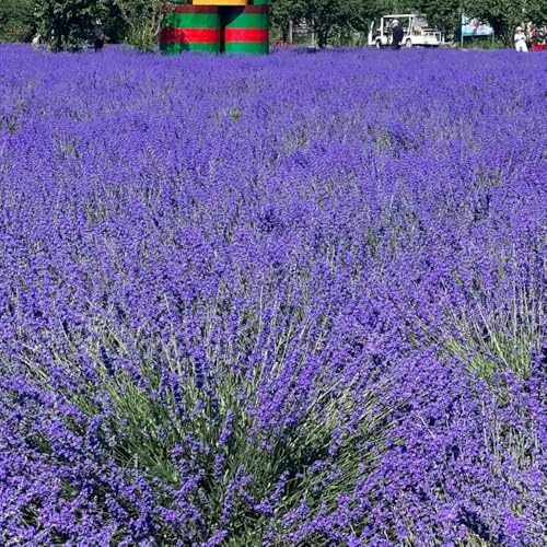 semi di lavanda perenni resistenti, giardino 400pcs