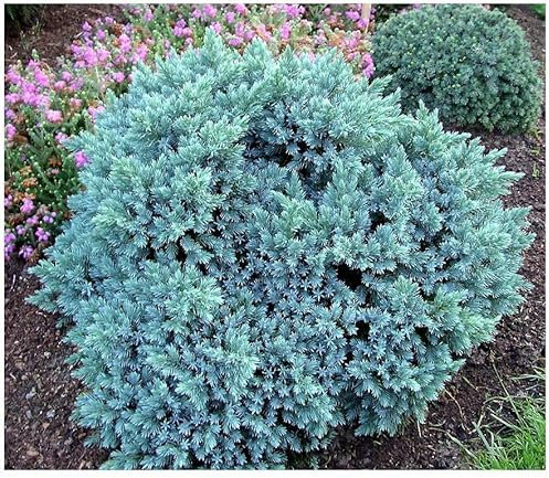 GrowOn Shrubs Dwarf Conifer Juniperus Squamata 'Blue Star' | Evergreen Shrub | Outdoor Garden Ready Plant