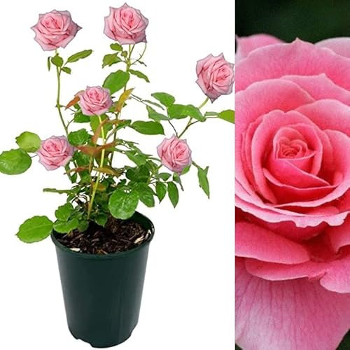 Rose Bush Tickled Pink - Floribunda Pink Rose Bush for The Garden in a 3 Litre Pot (1 Plant)