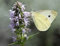 Agastache anethiodora | Anice issopo | 50_Seeds:Seeds Only