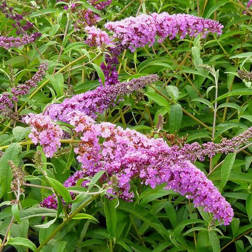 Buddleja davidii a fiore rosa, 4 piante alte 30/40 cm, vaso 13, albero delle farfalle