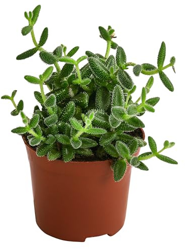 Dehner Gurkenpflanze, Delosperma echinatum, Sukkulente mit fleischigen und behaarten Blättern, ca. 20 cm inkl. Pflanztopf, Ø Topf 12 cm, Zimmerpflanze