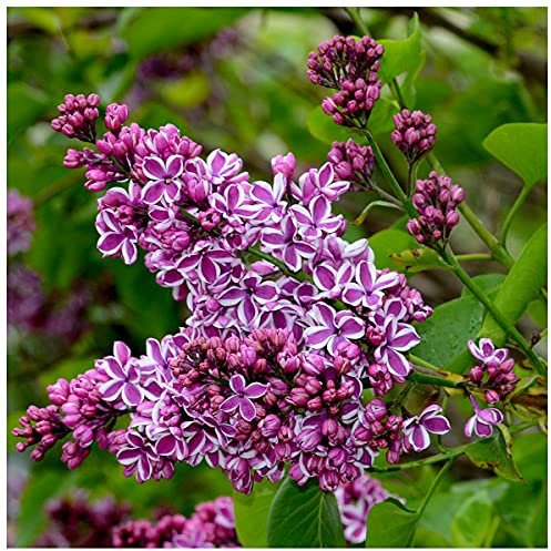 'Sensation' Syringa Vulgaris - Branched Lilac Tree 40-60cm Shrub in a 2L Pot. 3fatpigs®