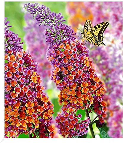 BALDUR Garten Buddleia Sommerflieder 'Flower-Power' Schmetterlingsflieder, 1 Pflanze, Buddleja Hybride, winterharter Schmetterlingsstrauch Zierstrauch mit atemberaubenden Farbspiel, blühend