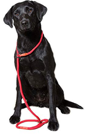Dog & Field Deluxe Gundog Slip Lead - Red. Super Soft Braided Nylon Slip Lead For Dogs With Rubber Stopper, Easy To Slip On, No Collar Or Harness Needed.