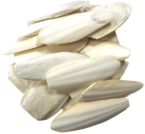 16-20cm Premium Quality Cuttlefish Bone Larger Size (Pack of 1) Suitable for Parrots, Cage Birds, Reptiles etc.
