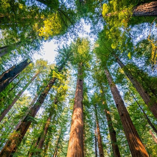 Secuoya de semillas - interior balcón variedades antiguas exóticas 200pcs