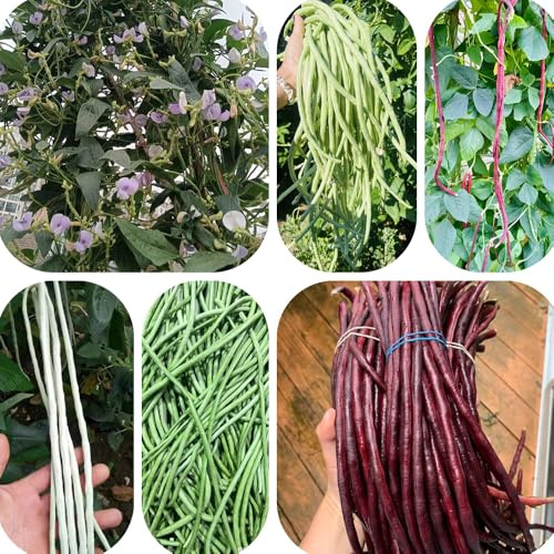 semillas de frijol de jardín - exóticas resistentes balcón 45pcs