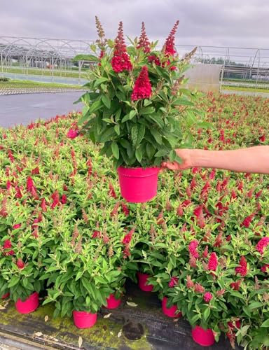 POWERS TO FLOWERS - BUDDLEJA A FIORE FUCSIA, VASO 20 CM, ALBERO DELLE FARFALLE, pianta vera