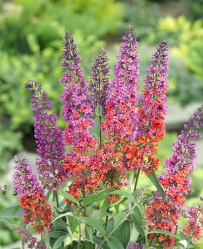 Sommerflieder 'Flower Power' 100-125 cm Topf Buddleja davidii winterhart