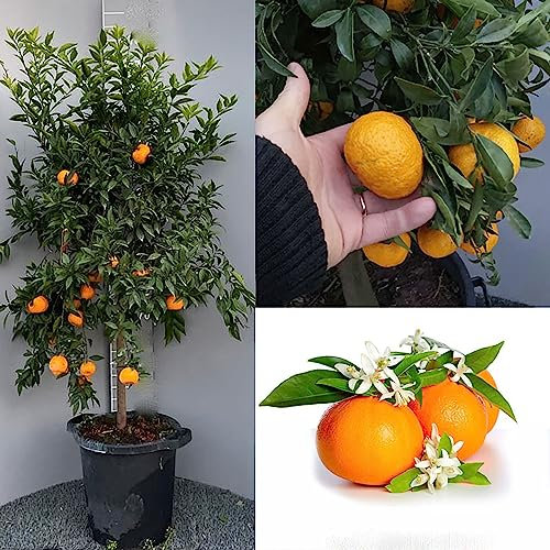 SAVINI VIVAI Mandarinenpflanze, Zitrusbaum, späte Ciaculli-Mandarine im 35 cm Topf, Höhe 150–180 cm, 6–7 Jahre Veredelung, hergestellt in Italien