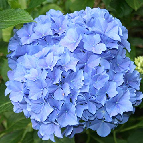 Bauernhortensie 'Blauer Zwerg' - Hydrangea Macrophylla 'Blauer Zwerg' - 25-30 cm Topf - Kleine Blaue Blüten, kompakte Form