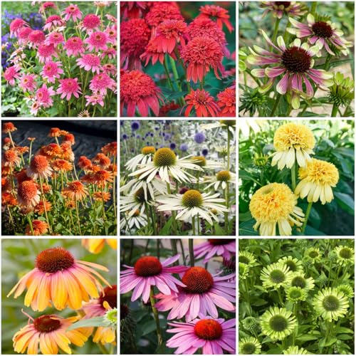 Mixrug 100+ Echinacea Seeds Purpurea Green Twister Purpurea- Rare Coneflower Flower Seeds for Planting Outdoor -Cone Flower Seed Non-GMO Heirloom Deer Resistant Perennial for Garden Home