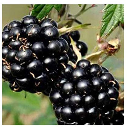 Rubus thornless evergreen Blackberry 15cm Pot Size