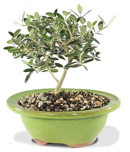 Brussel's Bonsai Live European Olive Bonsai Tree - Small, 4 to 8 in- Live Bonsai in Ceramic Bonsai Pot