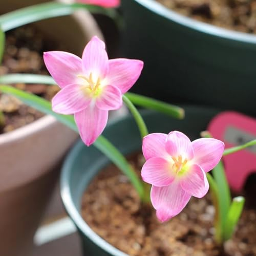5 pcs zephyranthes zwiebeln, Zephyranthes candida zwiebel, blumenzwiebel balkonpflanzen frühling frühlingsblumen, garten hochbeet blumenzwiebel, pflanzen winterhart blumenzwiebeln