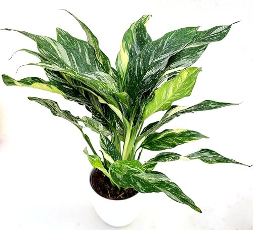 POWERS TO FLOWERS - SPATIFILIUM VARIEGATO IN VASO CERAMICA BIANCO, VASO 14 CM DIAMETRO, SPATIFILLO, pianta vera