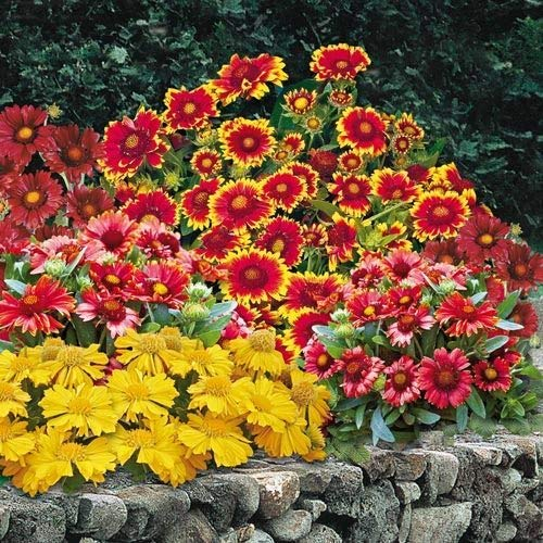Kokardenblume Monarch Mix' 30 Samen, Gaillardia 'Großblumige Mischung' - Blumen für 4 Monate