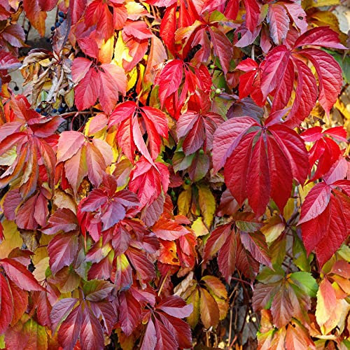 Virginia Creeper Climbing Plant Easy to Grow Climber Fully Hardy and Fast Growing, Suitable for Beginners 1 x Parthenocissus Quinquefolia in a 1.7 Litre Pot by Thompson and Morgan