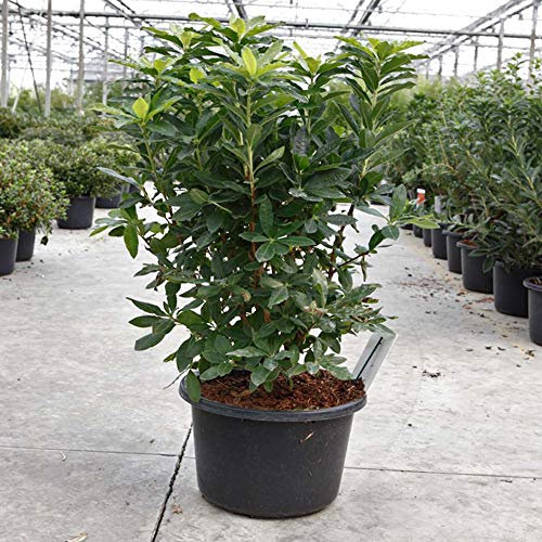 Rhododendron 'Glowing Embers' Azelea Hardy Shrub Spring Flowering Garden Plants Grow Your Own 1 x 4 Litre Pot Rhododendron 'Glowing Embers' by Thompson and Morgan