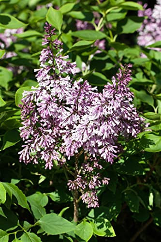 Syringa patula 'Miss Kim' 30-40 cm - Duftflieder, lavendelblaue Blüten, Blütezeit Mai-Juni, ideal für Hecken und Rabatten, winterhart, bienenfreundlich