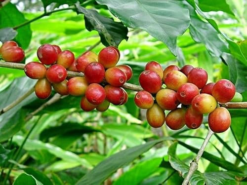 GRAINES DE CAFÉ ARABIQUEVietnam Coffee Bean arabica GRAINES FRAIS (10)