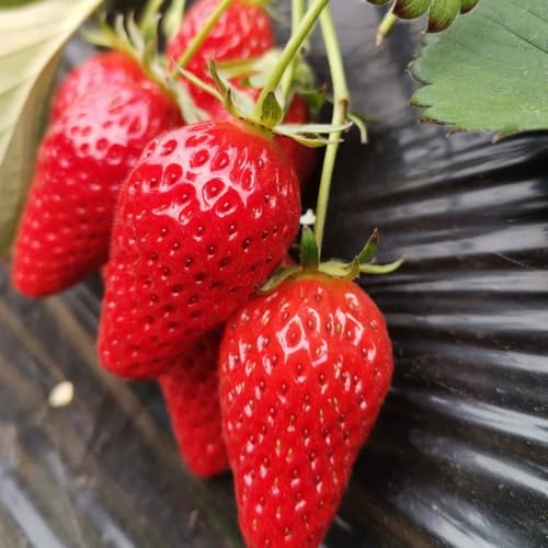 semi di fragola biologici, perenni da giardino roccioso resistenti balcone decorazione dell', 350pcs