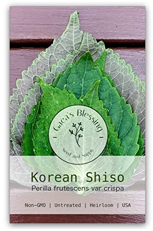 Gaea's Blessing Seeds - Korean Shiso Seeds (Perilla), Heirloom Non-GMO Seeds with Easy to Follow Planting Instructions, Korean Perilla, Open-Pollinated, 94% Germination Rate