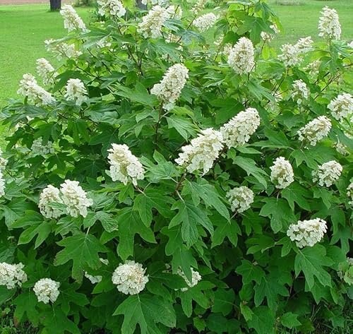 AMDGarden Pianta di Ortensia Fiore Bianco Pannocchia QUERCIFOLIA ALICE in Vaso 18 cm Varietà Rifiorente Ideale per Esterni