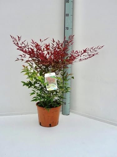 Nandina domestica Bambù Sacro pianta sempreverde a cespuglio in vaso ø17 cm Vivaio di Castelletto