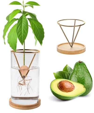 Kit de germination de plantes avocat, vase de culture d'avocat, base en bois, pot de fleurs en verre, facile à germer, décoration de table