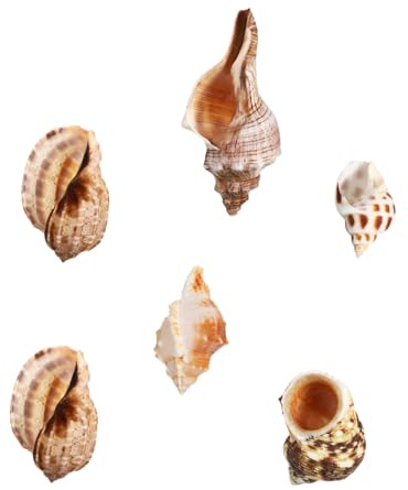 CIYODO 6 Pièces Coquilles de Conque Naturelles pour Aquarium Décoration Océanique pour Fête Plage Mariage et Habitat Marin