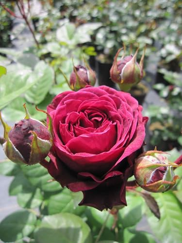 Rosa Deep Secret ® Synonym Mildred Scheel ® - Edelrose - Duft++++ - Tantau-Rose