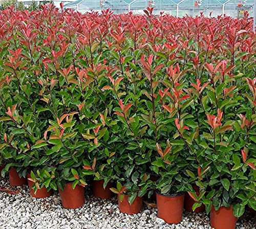 Photinia X Fraseri RED ROBIN (fotinia) in vaso 19 cm