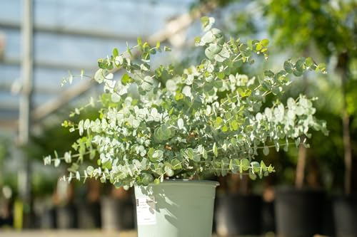 gruenwaren jakubik 2 Stück XL Eucalyptus Gunni Gunnii Busch Eukalyptusbaum 35-50 cm, Pflanze winterhart