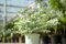 gruenwaren jakubik 2 Stück XL Eucalyptus Gunni Gunnii Busch Eukalyptusbaum 35-50 cm, Pflanze winterhart