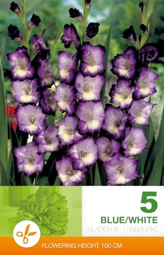 AGRONOM | GLADIOLI - BLUE/WHITE | Bulbi da fiore perenni | Fiori multicolore | Coltivati in giardini fioriti, prati fioriti | 5 bulbi