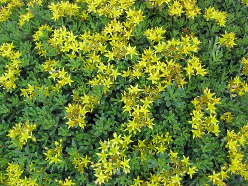 Staudenkulturen Wauschkuhn Sedum floriferum 'Weihenstephaner Gold' - Fetthenne - Staude im 9cm Topf