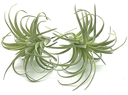 EBUYOM Künstliche Sukkulenten, ungetopft, künstliche Beflockung, Tillandsien, Luftpflanzen, Sukkulenten, Bromelien, Blumenstrauß-Arrangements, künstliche Pflanzen, DIY für Garten, Grün, 2 Stück