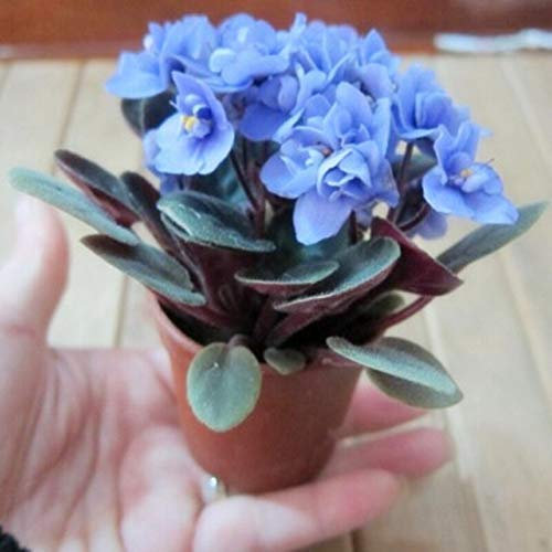 Beautiful Plant Bonsai Flower Seed,African Mini Sky Blue Violet Seeds - 10 Pcs/Lot