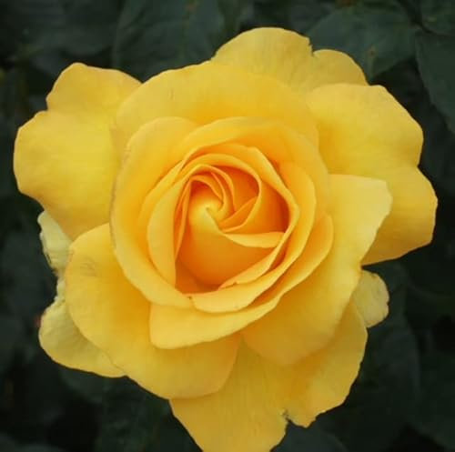 'My Lovely Mum' - Gorgeous Yellow Fragrant Floribunda - Potted Rose
