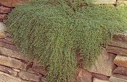 50 semi di timo, strisciante, madre di timo HR234 (Thymus Serphyllum)