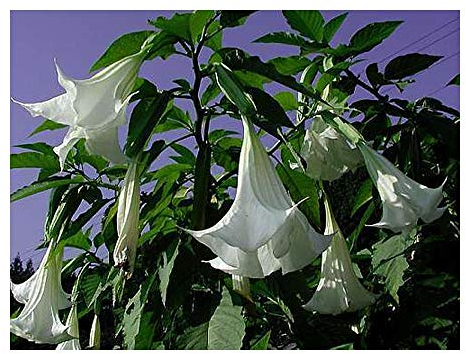 Exotic Plants Brugmansia arborea - Engelstrompete - 10 Samen