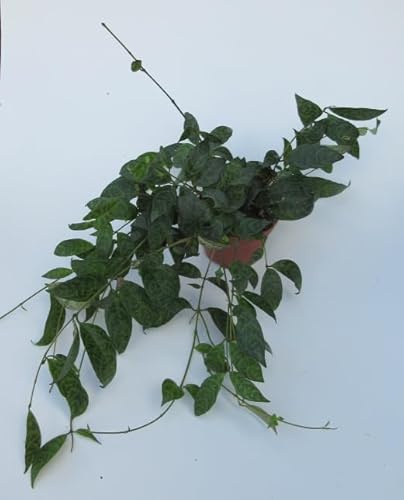 florari Aeschynanthus Marmoratus / Gefleckte Schamblume