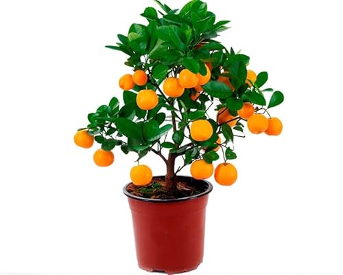 Mini Naranjo Natural Árbol para el Jardín o el Interior del Hogar