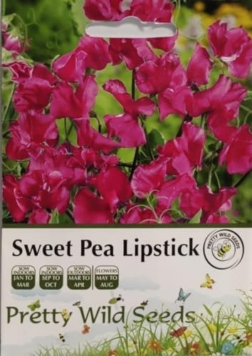 Sweet Pea Lipstick Seeds in Pictorial Packet- 10 Seeds