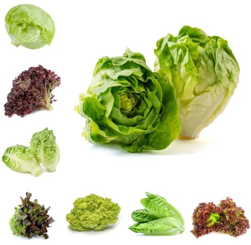 Lattuga a foglia larga - semi di lattuga rare varietà di antichi sostenibili semi biologici, varietà antiche da giardino resistenti per gli amanti del 500pcs