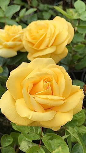 Arthur Bell Potted Floribunda Rose - Fragrant Yellow Roses in 3Lt Pot - Award-Winning Rose, Easy-Care, Repeat Flowering