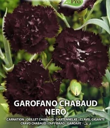 Semi di Garofano Chabaud Nero, Fiori Rari da Giardino