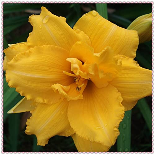 Daylily Hemerocallis bulbi bulbi di Hemerocallis resistente facile da sopravvivere